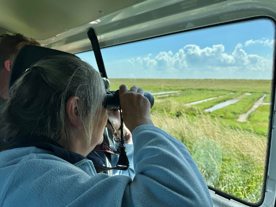 Busausflug Vögel von Goeree-Overflakkee