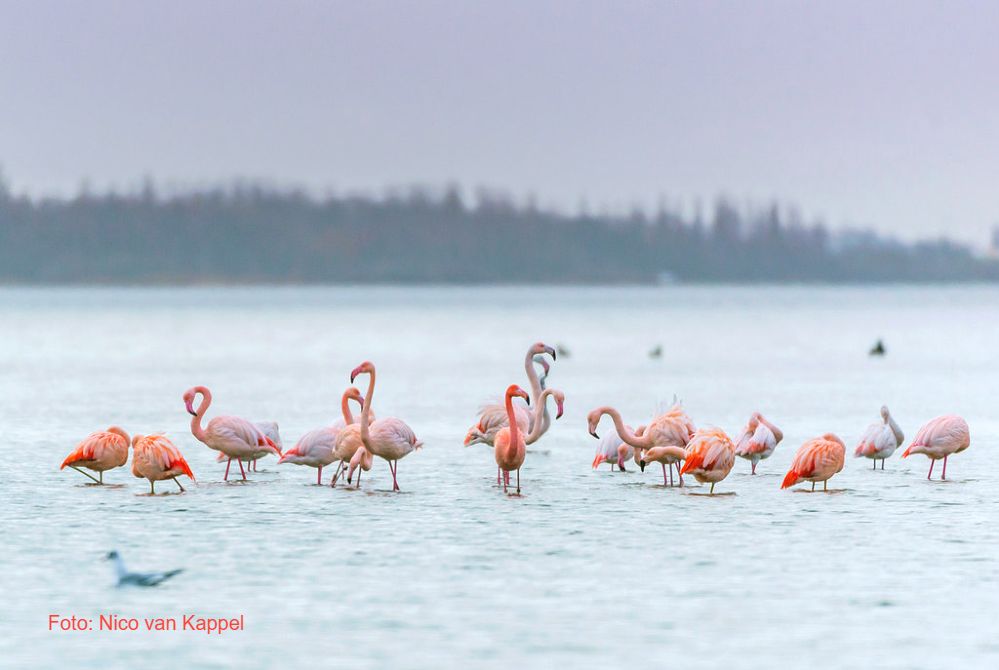 Busausflug zu dem Flamingos