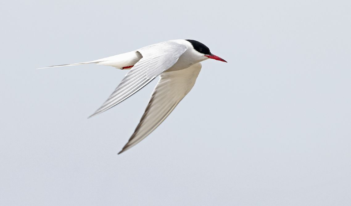 Het ultieme vogeltrek weekend