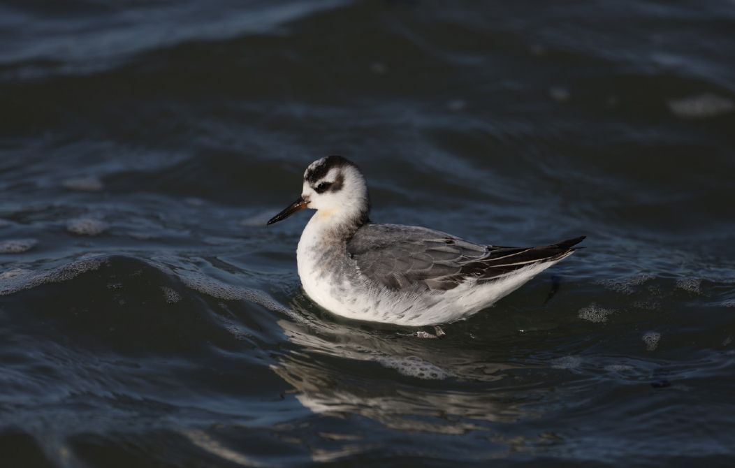 Vogelexcursie met minibus: najaarstrek op Schouwen-Duiveland