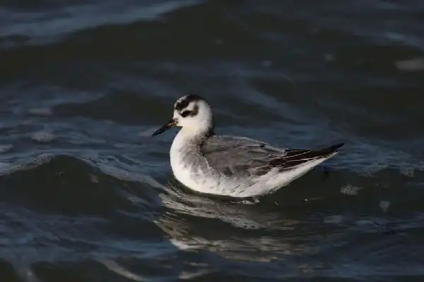 Vogelexcursie met minibus: najaarstrek op Schouwen-Duiveland