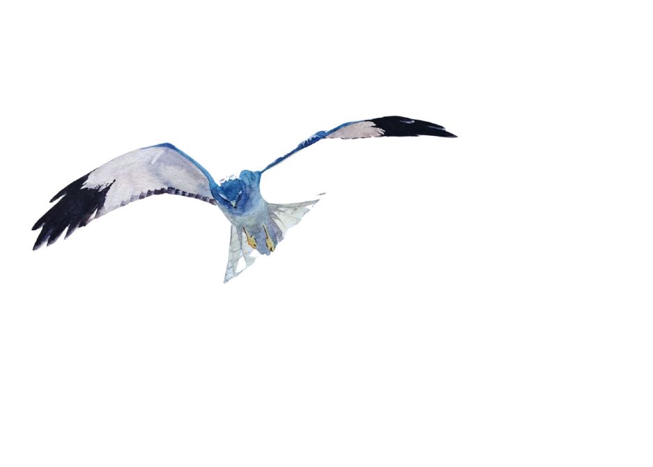Driedaagse Cursus Vogels Tekenen