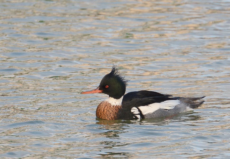 Touringcar-excursie: wintervogels in de Delta