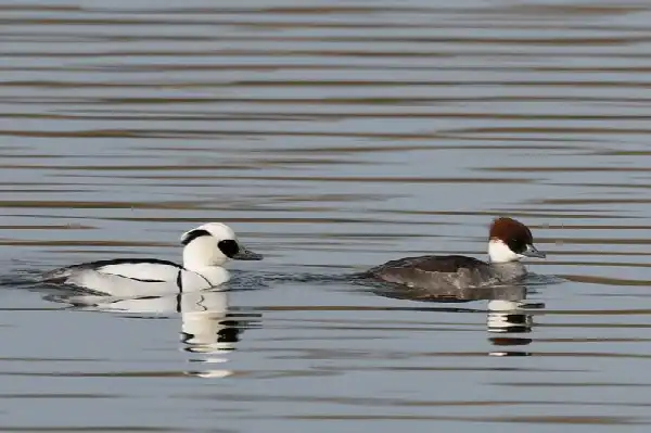 Wintervogels op Schouwen Duiveland | Minibus excursie