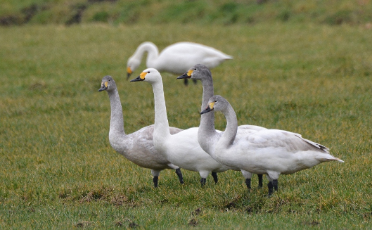 Wintervogelen in polder Arkemheen