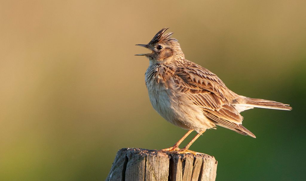 100 vogelsoorten op 1 dag