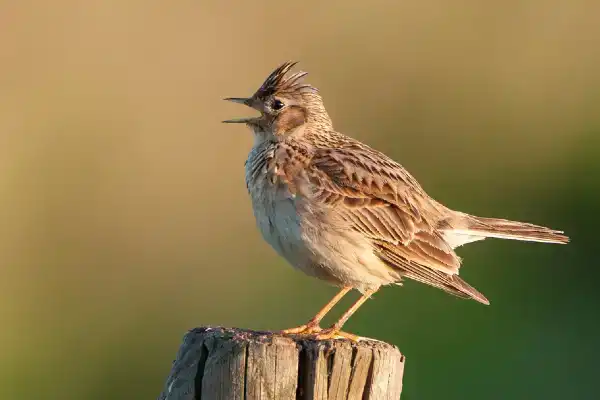 100 vogelsoorten op 1 dag