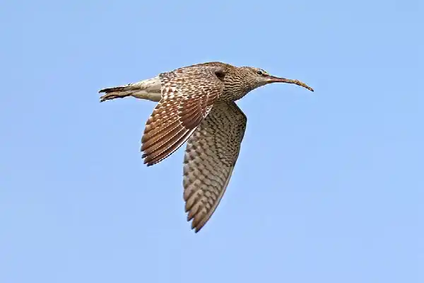 Busexcursie Vogels van Kust & Delta: Zeeland