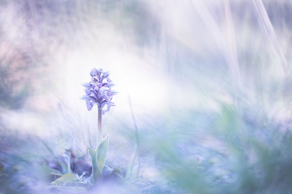 Workshop Macrofotografie: Orchideeën in Beeld met Judith Borremans