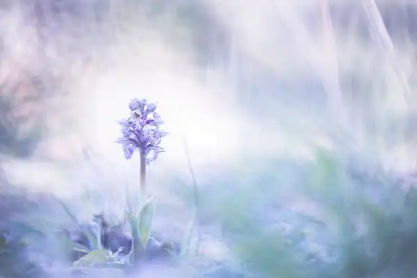 PL-NL-CUR-Workshop Macrofotografie Orchideeën in Beeld