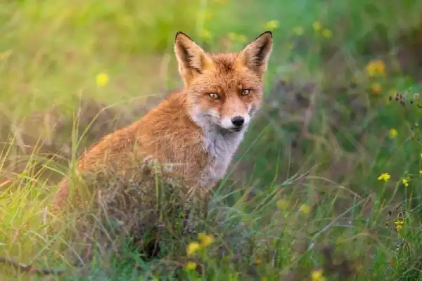Dagworkshop Wildlife-fotografie