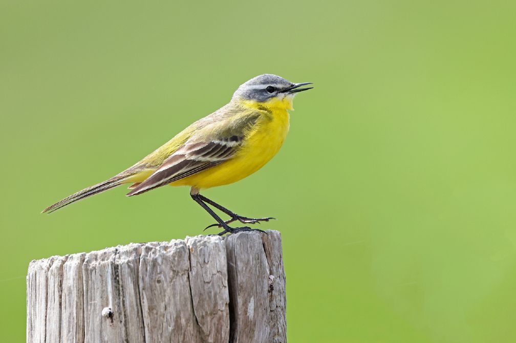 Busexcursie Vogels van Kust & Delta: Zuid-Holland