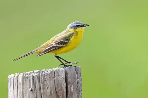 Busexcursie Vogels van Kust & Delta: Zuid-Holland