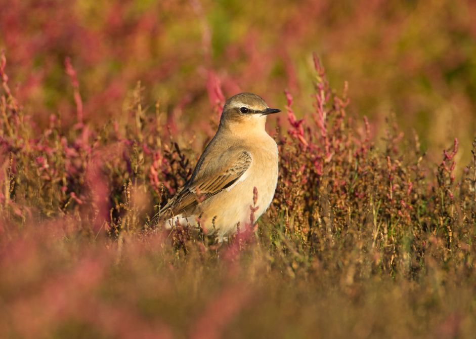 Vogels van duin, bos en strand