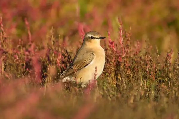 Vogels van duin, bos en strand