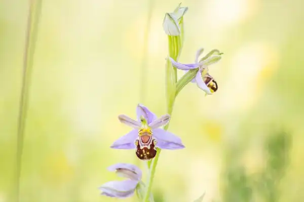 PL-NL-EXC-Wandelexcursie - Orchideeën en Wilde Bloemen