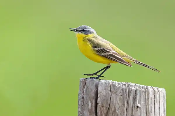 PL-NL-EXC-Busexcursie Goerree Delta Vogelfestival