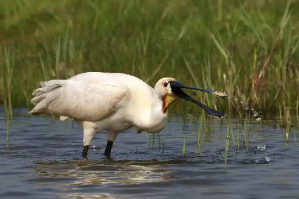 PL-NL-EXC-Busexcursie Schouwen Duiveland Delta Vogelfestival