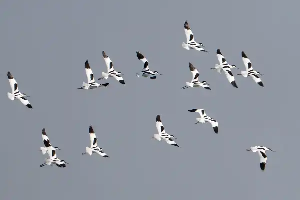PL-NL-EXC-Delta Vogelfestival wandelexcursie: Grevelingen afspeuren