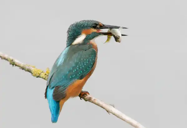 PL-NL-EXC-Delta Vogelfestival wandelexcursie: expeditie IJsvogel
