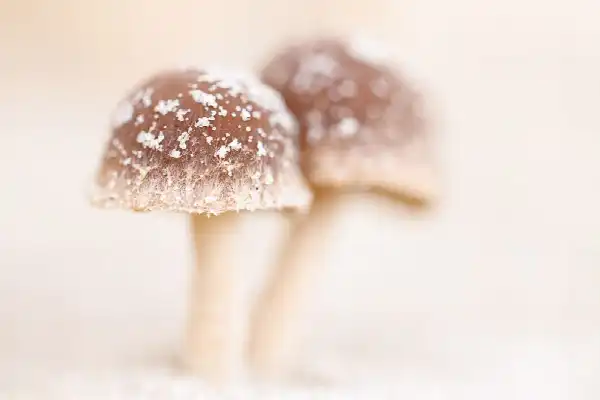 Macrofotografie in de duinen en op het strand met Judith Borremans