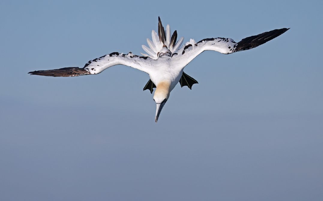 Zeevogels kijken, vaar mee vanuit Neeltje Jans