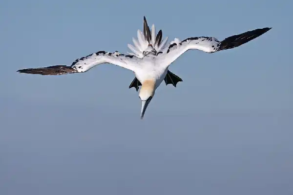 Zeevogels kijken, vaar mee vanuit Neeltje Jans