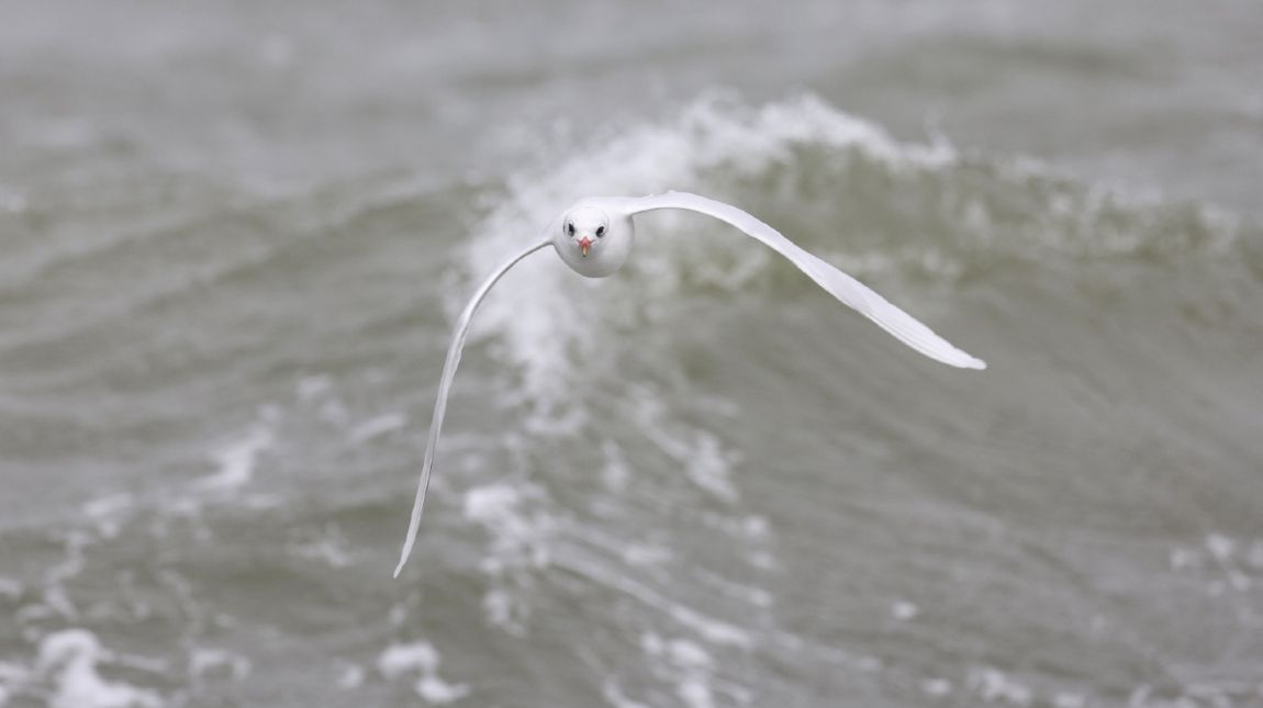 Zeevogels kijken, vaar mee vanuit Lauwersoog