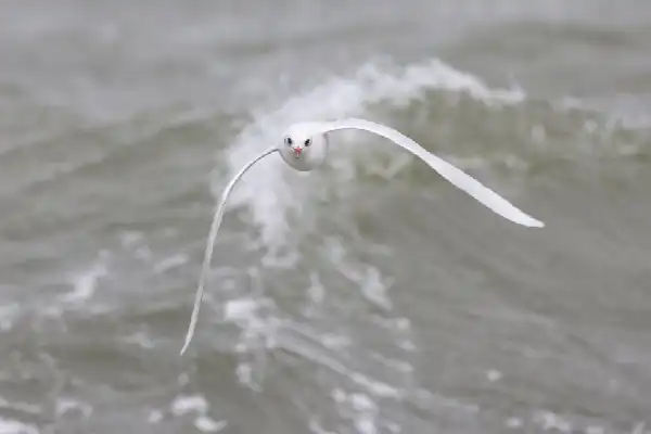 Zeevogels kijken, vaar mee vanuit Lauwersoog