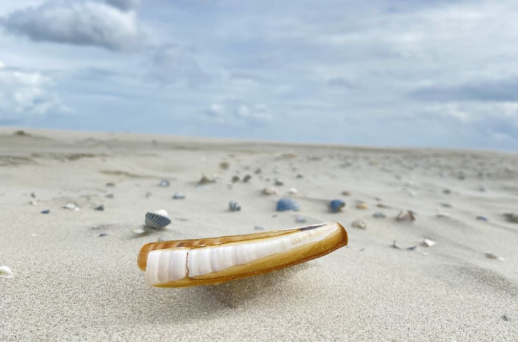 Strandexcursie 'Vuil & Vondsten'