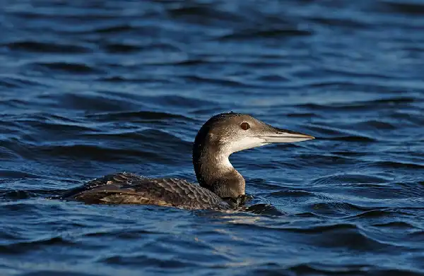 Wintervogels in de Delta | Dagexcursie met minibus