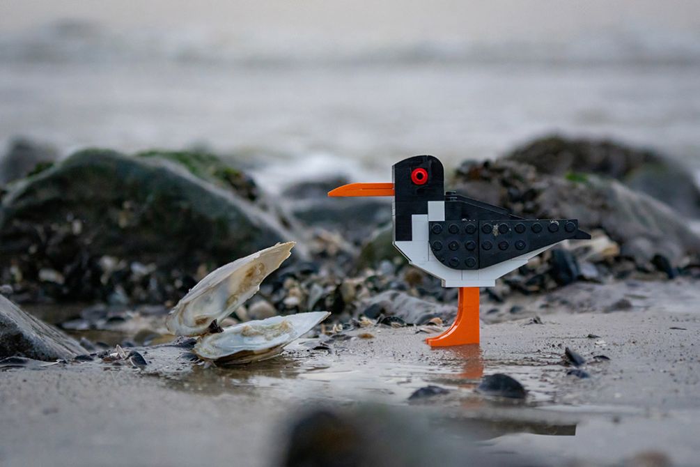 Bouw je eigen scholekster van Lego