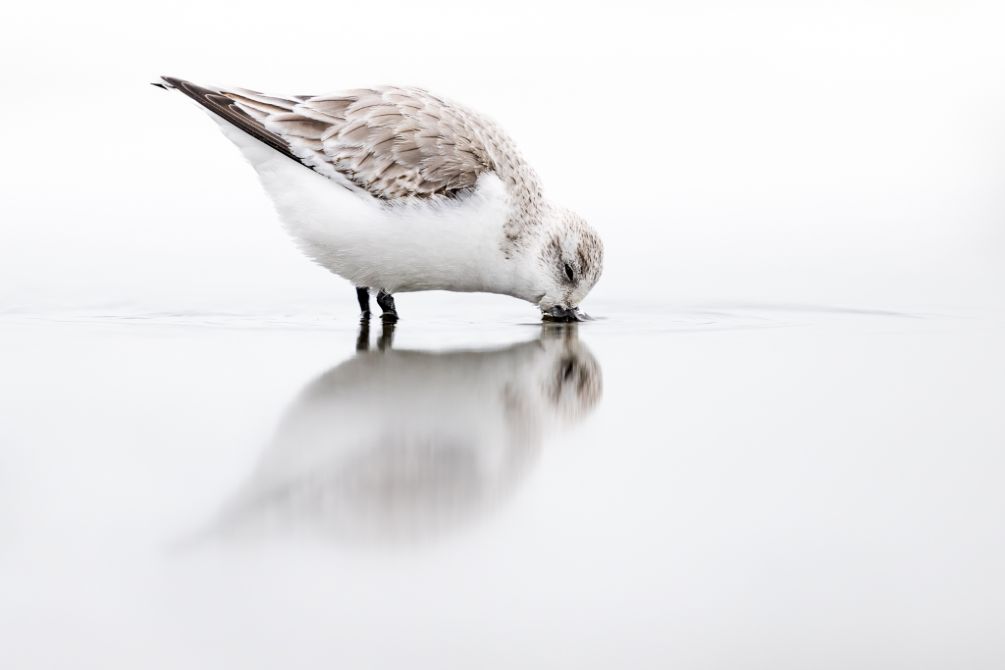 Vogelfotografie op de Brouwersdam