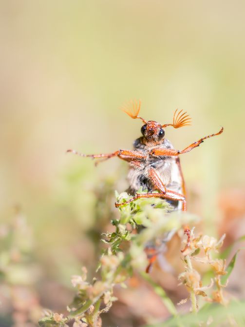 Insectensafari: Ontdek de wereld van kriebelbeestjes!