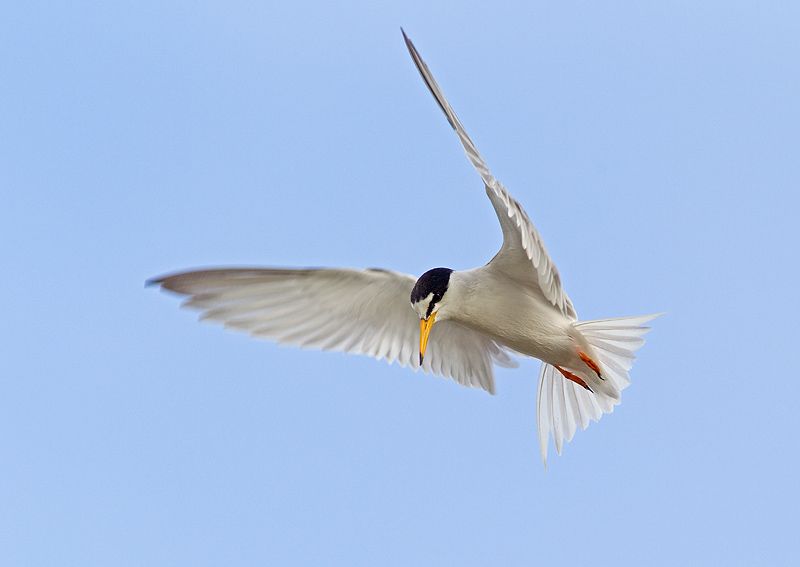 Vogelexcursie met minibus: voorjaar op Goeree-Overflakkee