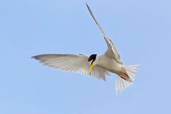 Vogelexcursie met minibus: voorjaar op Goeree-Overflakkee