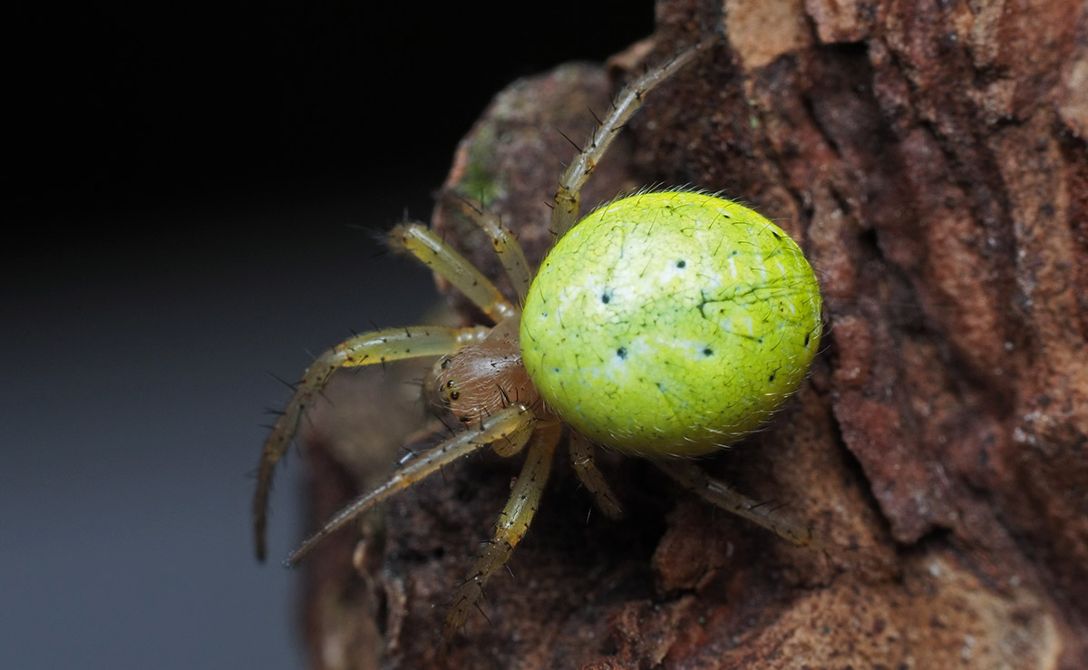 Spinnen- en insectenexcursie NP Oosterschelde