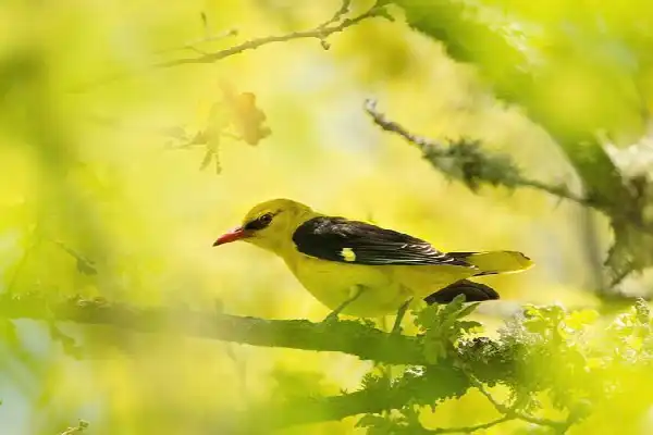 Wandelexcursie voorjaarsvogels Kabbelaarsbank