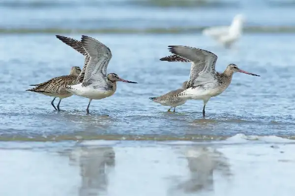 Vogel- & steltloperexcursie in de Delta