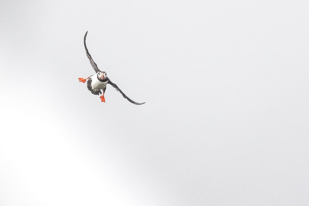 Vogelfotografie met de SONY RX10 V