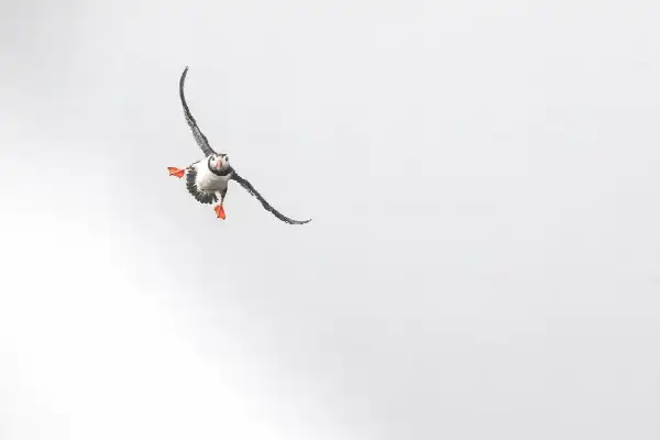 Vogelfotografie met de SONY RX10 V